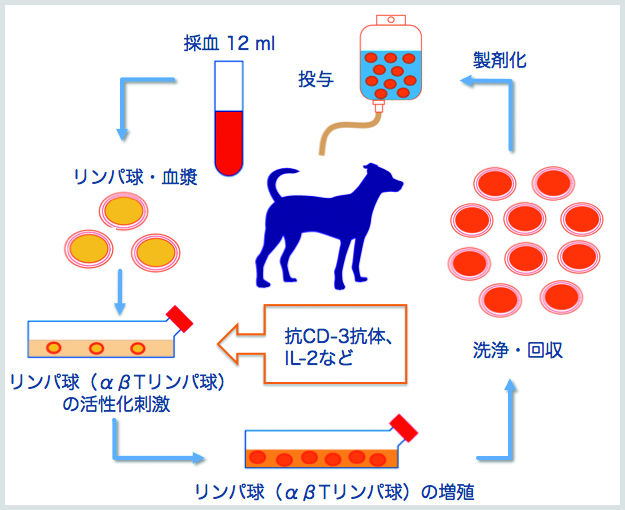 活性化リンパ球（CAT）療法