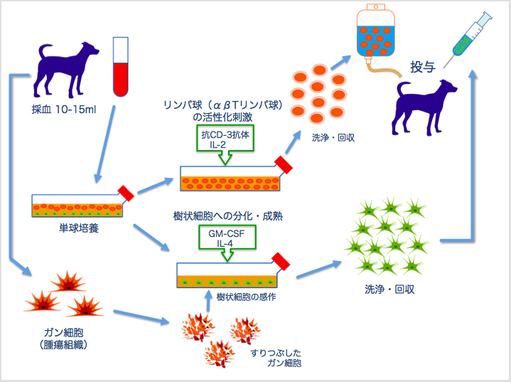 樹状細胞一括性化リンパ球（DC-CAT）