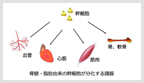 間葉系幹細胞とは