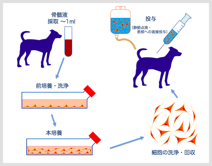 骨髄幹細胞療法（MSC療法）